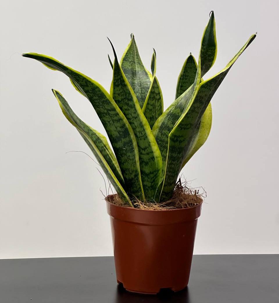 Сансевиерия Футура Суперба (Sansevieria Futura Superba)