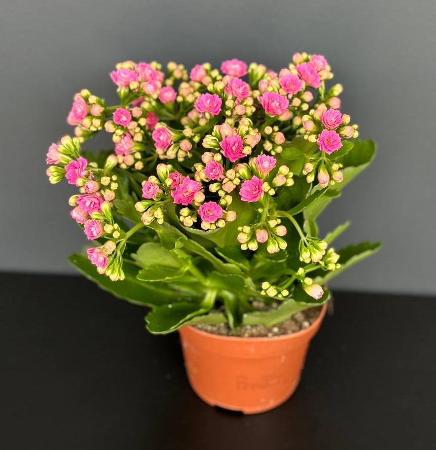 Каланхоэ микс (Kalanchoe)