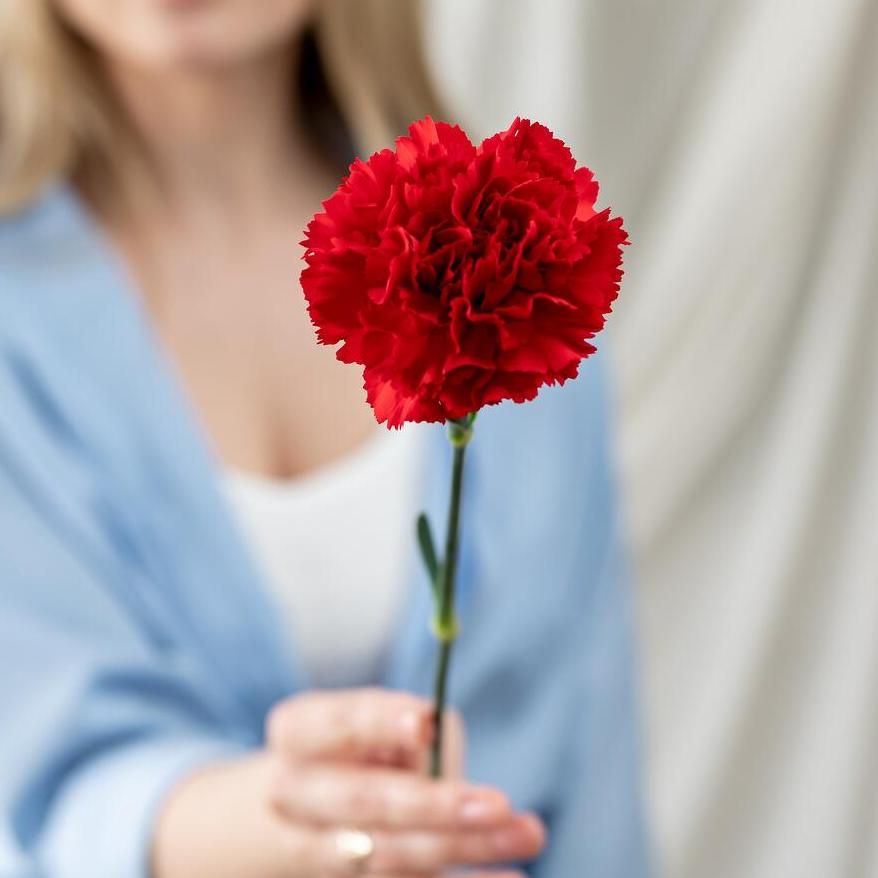 Гвоздика красная