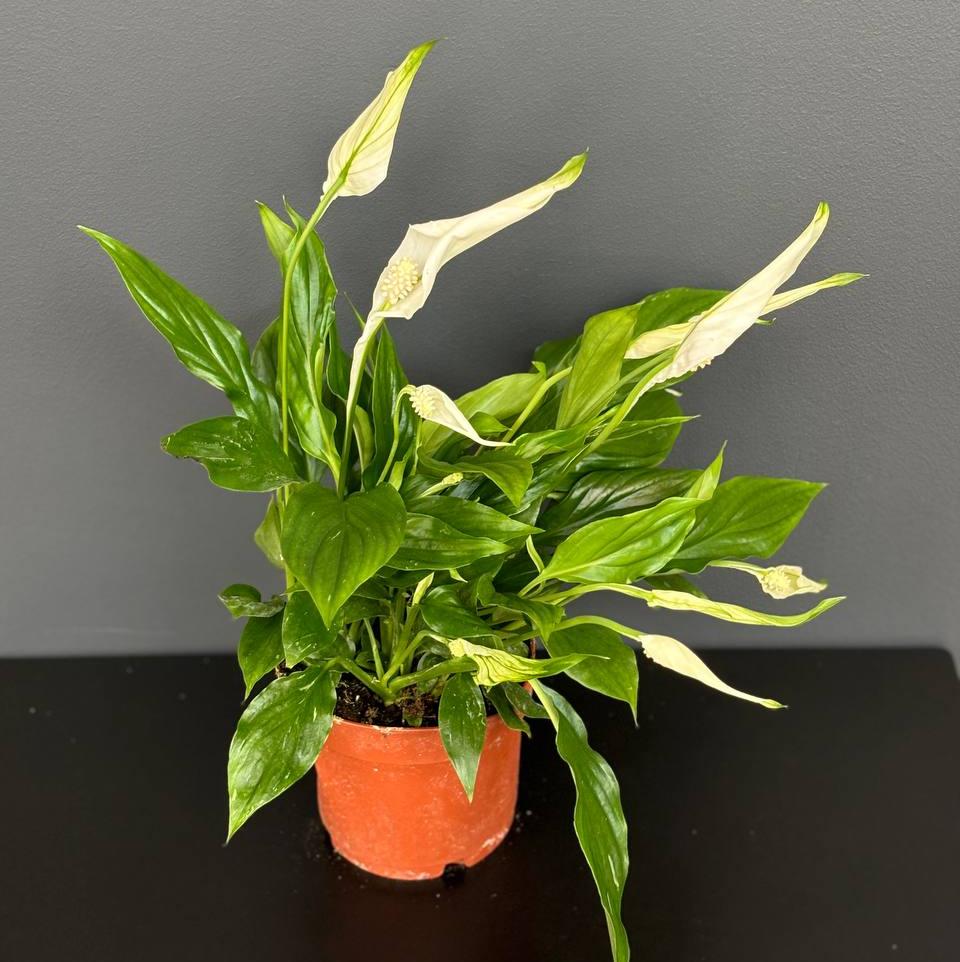 Спатифиллум (Spathiphyllum) 13 см