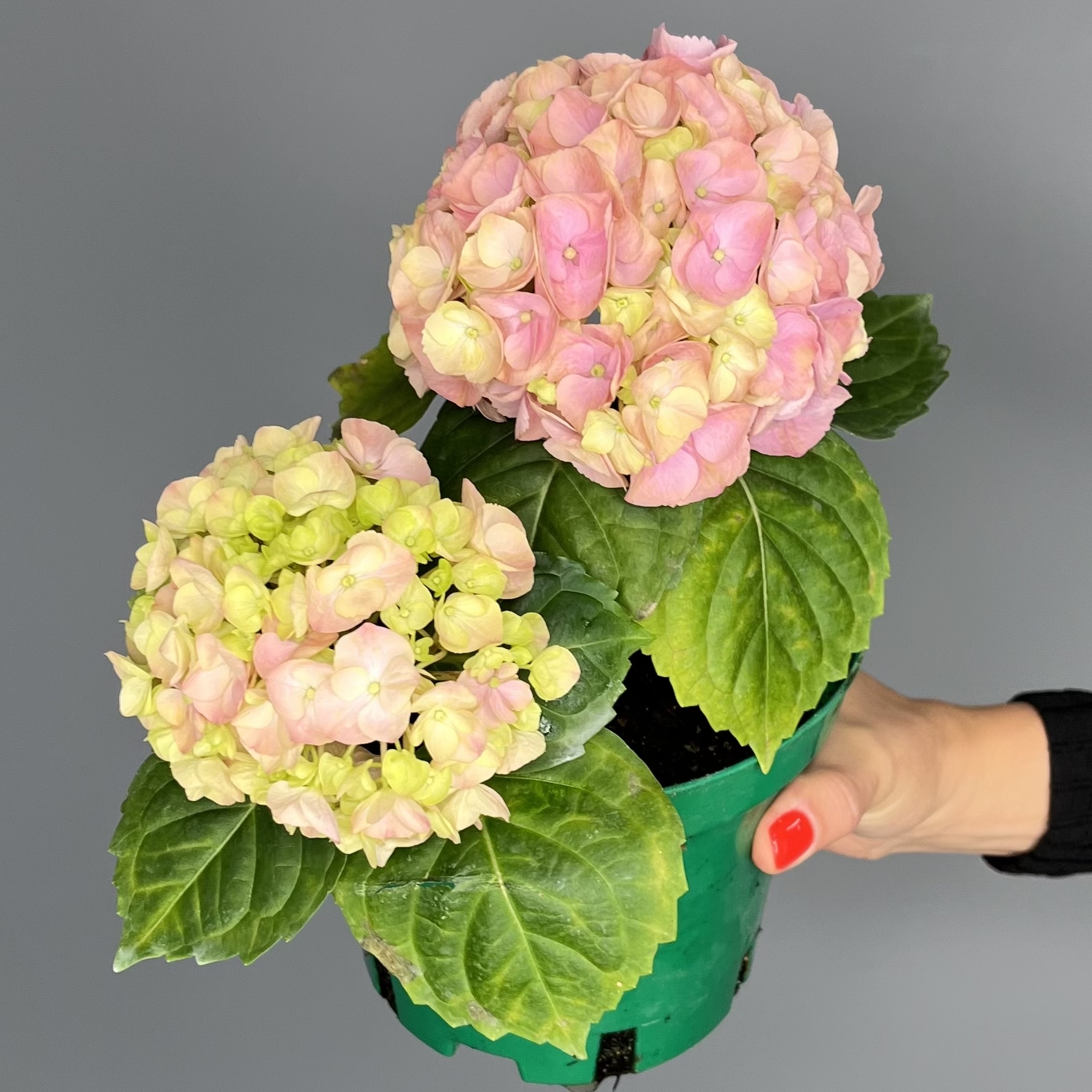 Гортензия горшечная в ассортименте