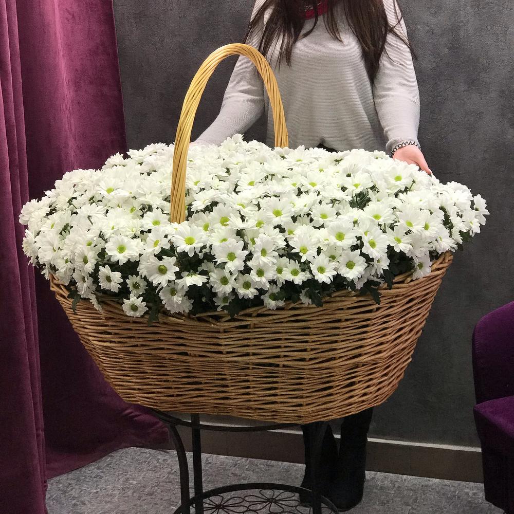 Огромная корзина с белыми ромашковыми хризантемами